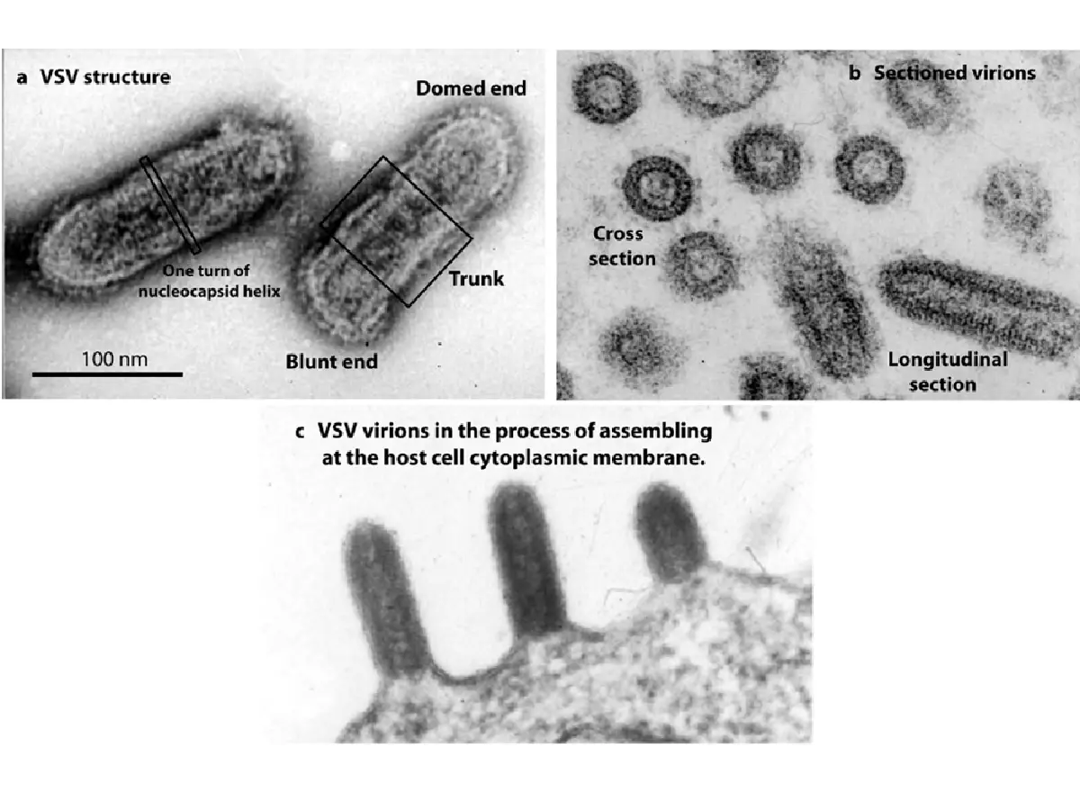 Chandipura virus